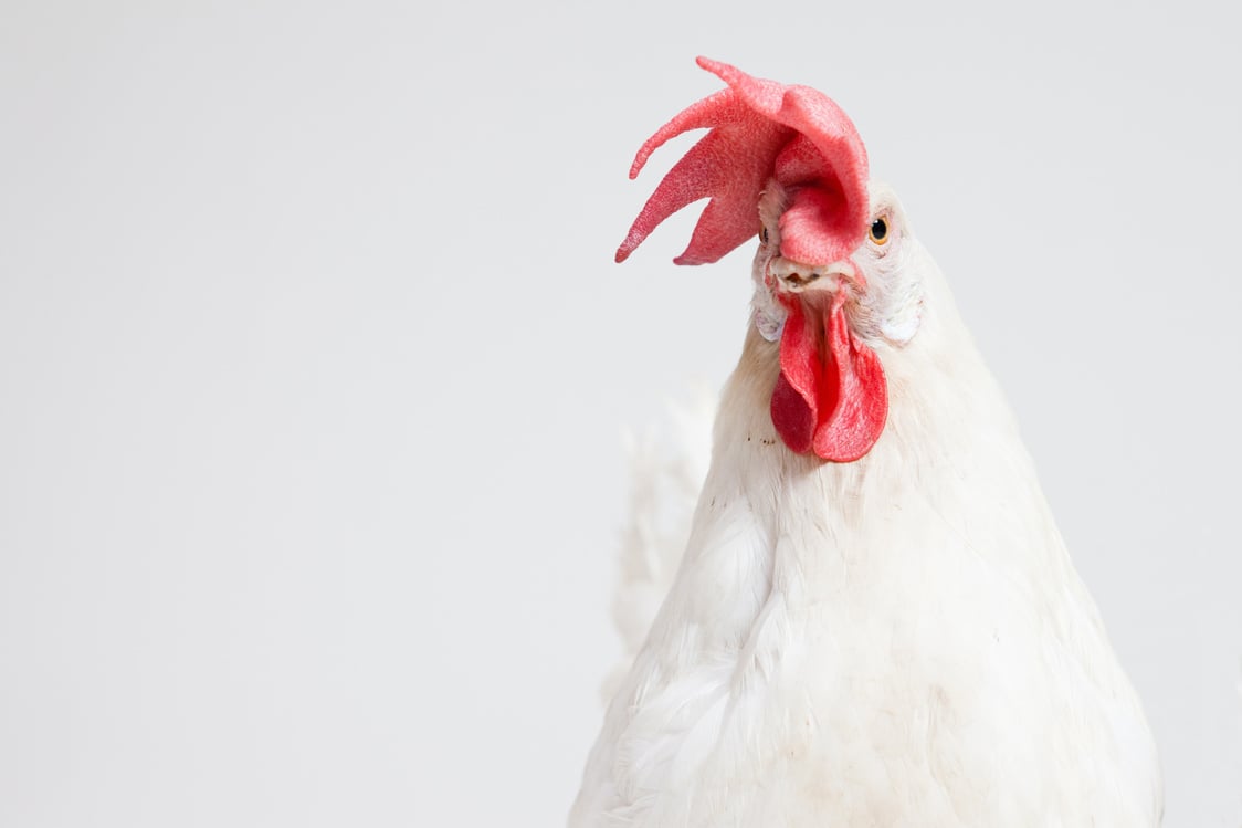 White and Red Chicken