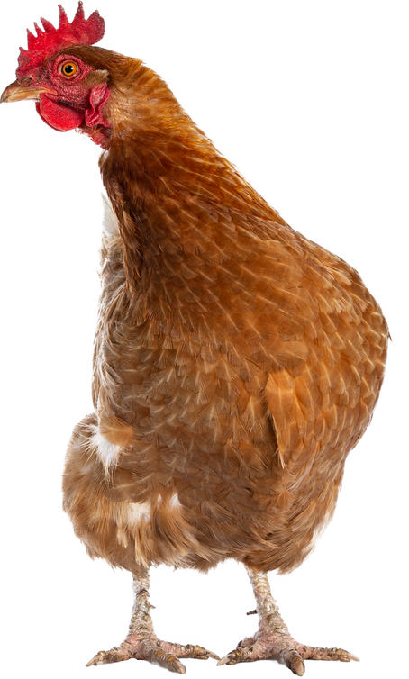 Brown Barnevelder chicken hen, on transparent background 