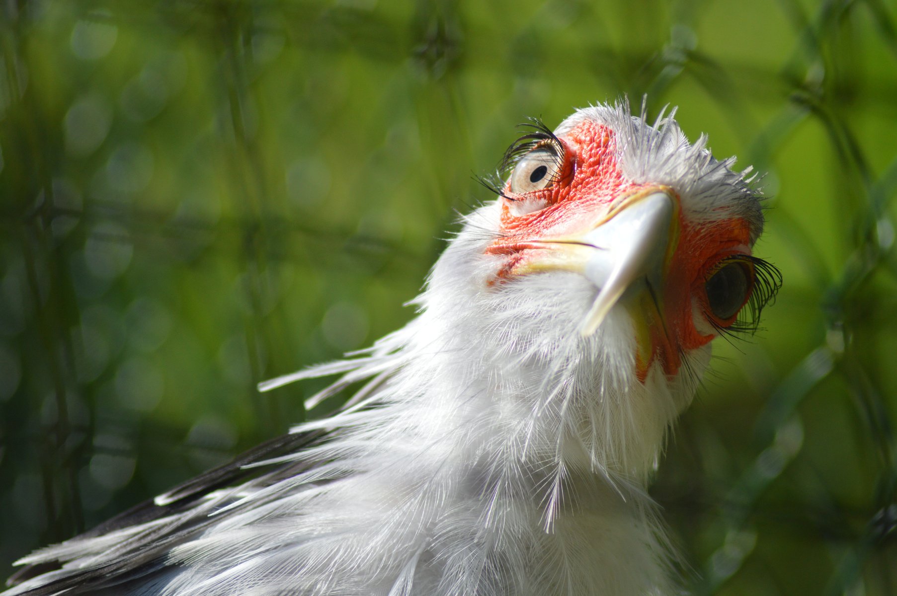 Curious Chicken in a Aviary