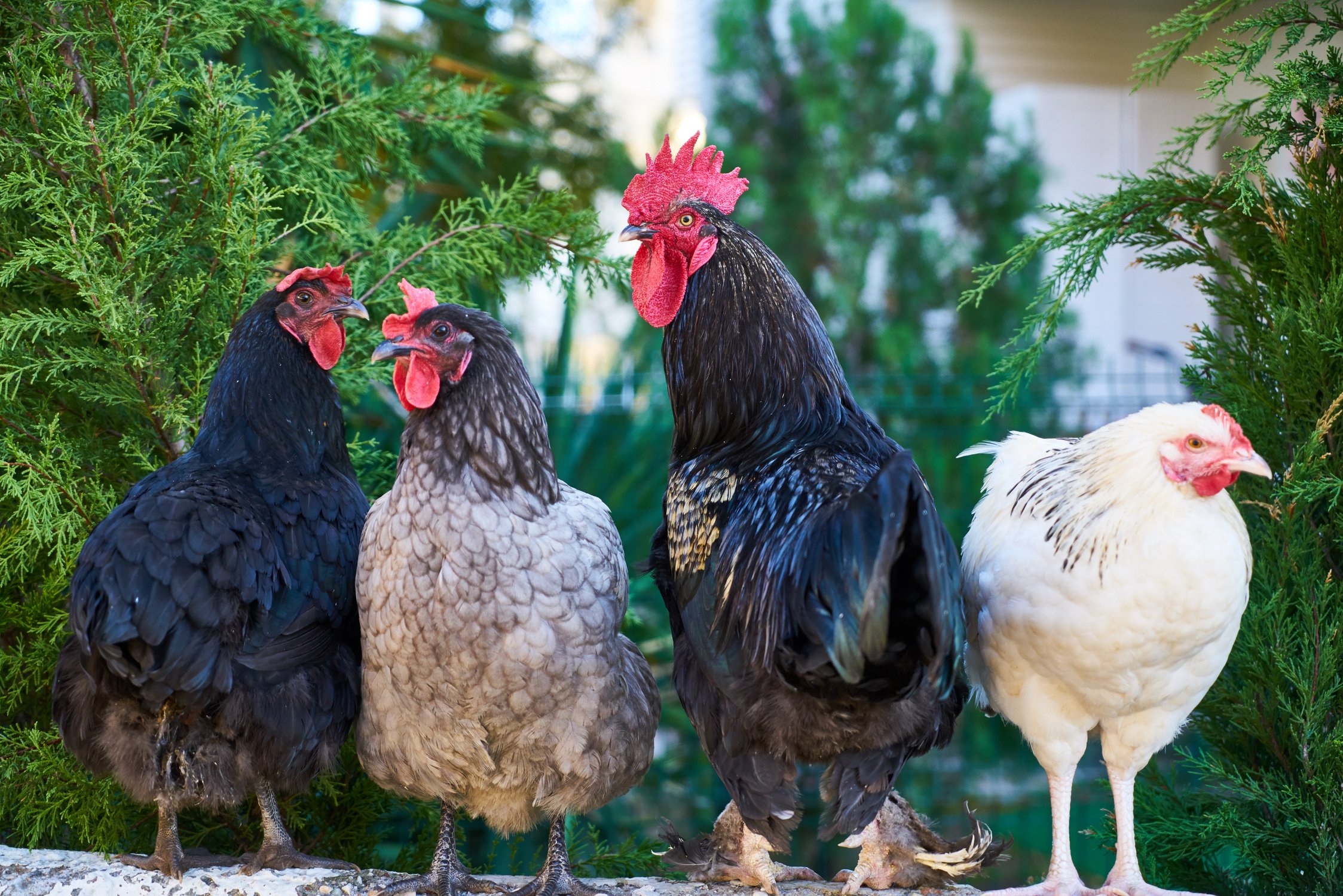 Four Assorted-color Roosters