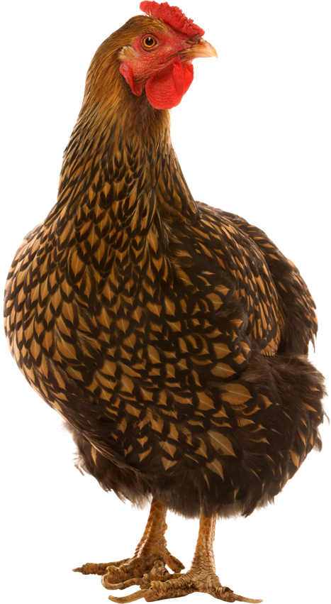 Golden Laced Wyandotte Chicken